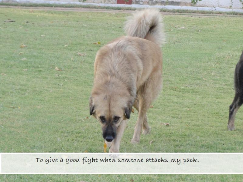 10 Things I Must Learn From My Dogs