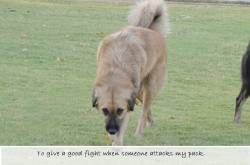 10 Things I must learn from my dogs