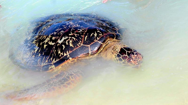 10 Things To Do In Port Vila, Vanuatu | Why You Wander