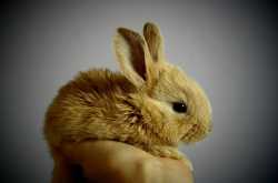 10 reasons why bunnies make great pets