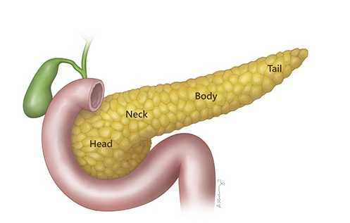 12 Amazing Facts About Your Pancreas