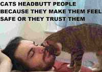 14 Interesting Facts About Cats - Amazing Cool Facts About Cats