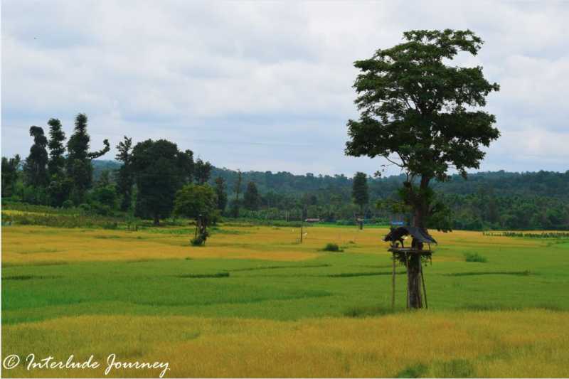 15 Unique Experiences To Indulge In The Charm Of Wayanad - Interlude Journey