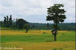 15 Unique Experiences to Indulge in the Charm of Wayanad - Interlude Journey