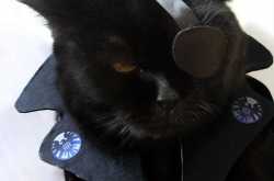 16 pets who probably hate their human parents