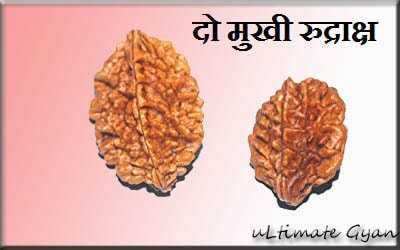 2 Mukhi Rudraksha Benefits Hindi | दो मुखी रुद्राक्ष के लाभ-सिद्ध और पहनने विधि