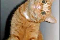 20/10/13 if cats could talk