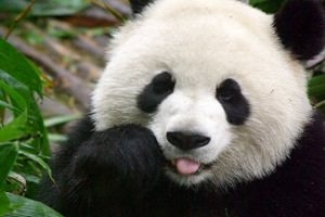 20 Interesting Giant Panda Facts | Fun Facts About