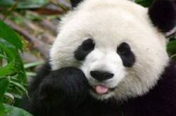 20 Interesting Giant Panda Facts | Fun Facts About