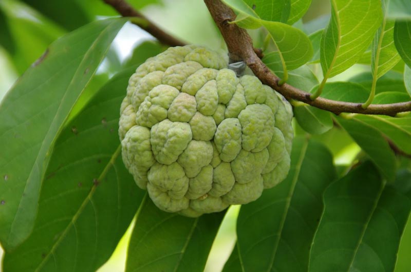 21 Amazing Health Benefits Of Eating Custard Apple (Sitaphal) & Its Side Effects