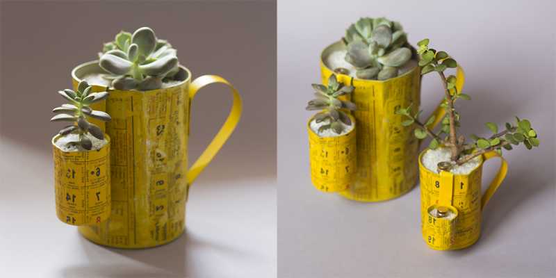 220v Of Love For Succulents