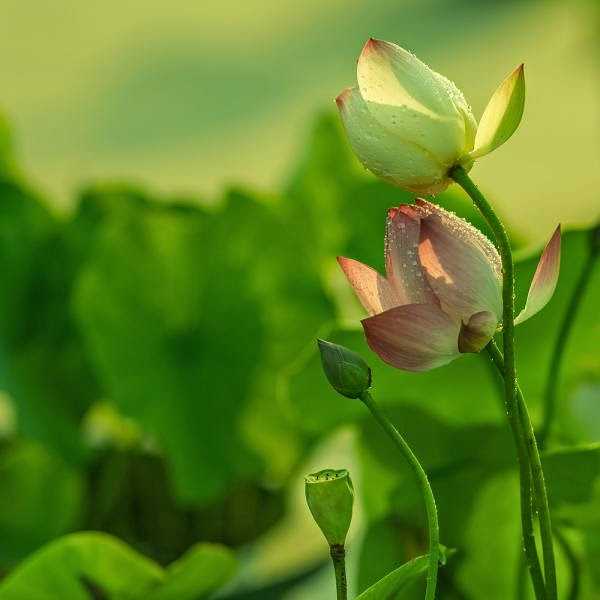 25 Lotus Flower Pictures To Inspire You