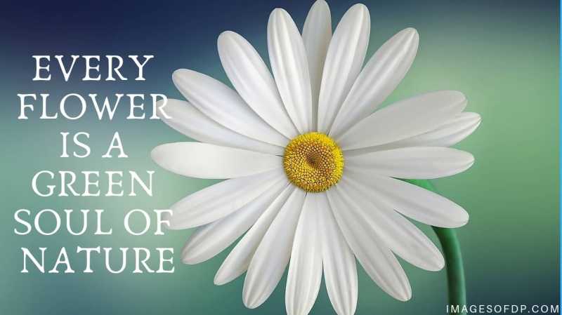 26 Marvelous Cute Love Flower Quotes And Sayings | QuotesBae