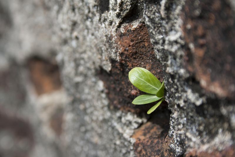 3.2.1 Quote Me Challenge! - Peppered With Stories