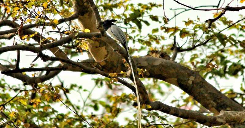 3 Incredible Days In The Heart Of India-Madhya Pradesh | Day 2: White Tigers Of Rewa