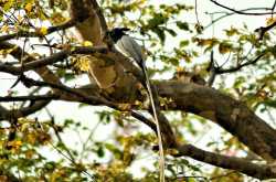 3 incredible days in the heart of india-madhya pradesh | day 2: white tigers of rewa