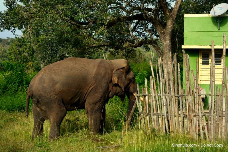 3 States In 3 Days : Day 2 Karnataka - Kerala - Sindhujp