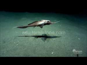 350 மில்லியன் வருடங்களாக மறைந்து வாழ்ந்த உயிரினம் பிடிக்கப்பட்டது