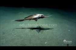 350 மில்லியன் வருடங்களாக மறைந்து வாழ்ந்த உயிரினம் பிடிக்கப்பட்டது