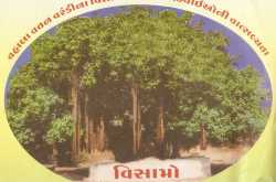 350  varsh junoou vad (banyan tree)