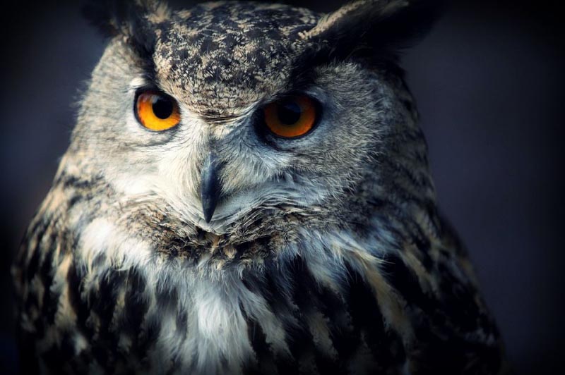 4 Benefits Of Being A Nocturnal Person