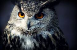 4 benefits of being a nocturnal person