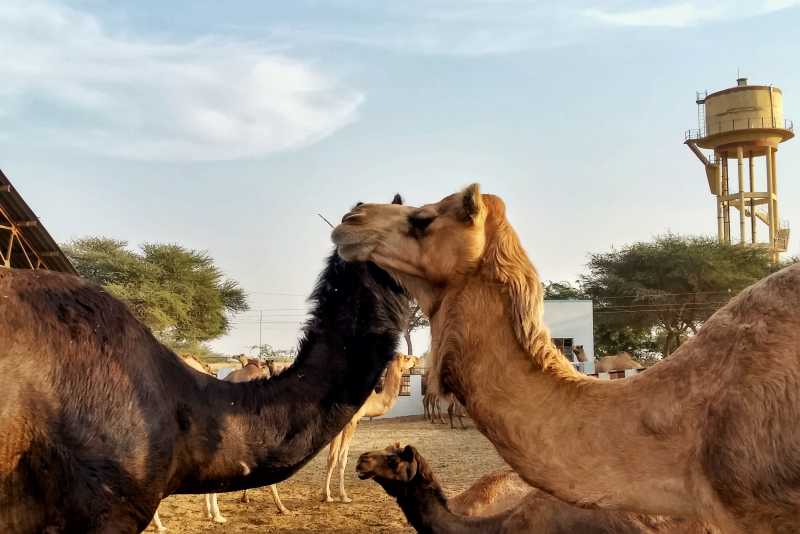 5 Alternate Things To Do In Rajasthan - The Mixed Flavors - Travel Food Fun Tales