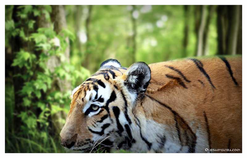 5 BEST NATIONAL PARKS IN INDIA FOR FAMILY HOLIDAYS