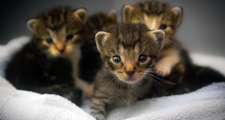 5 Best Clumping Cat Litter (That Really Works) & Buyer