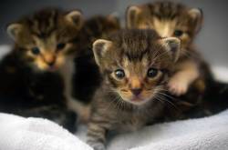 5 Best Clumping Cat Litter (That Really Works) & Buyer\