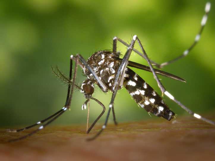 5 Best Mosquito Killer In India - Reviews & Buying Guide (2019)