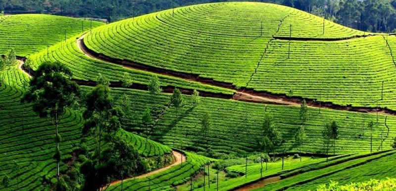 5 Best Tea Plantation Holiday Destinations In India