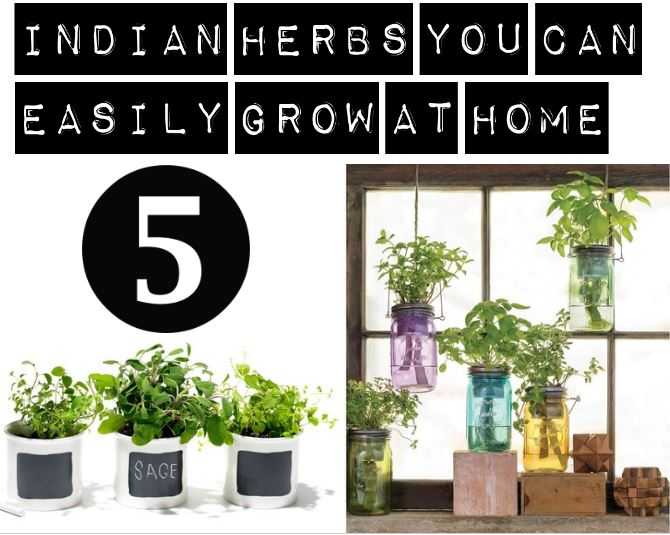 5 Indian Herbs You Can Easily Grow At Your Home