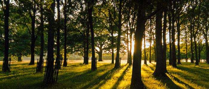 5 Scent Of Wood Used In Perfume - Best Cologne For Men - Tips And Tricks