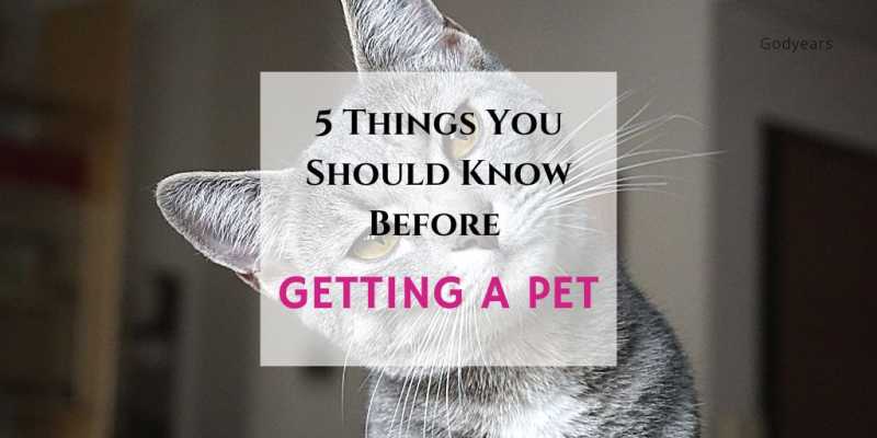 5 Things You Should Know Before Getting A Pet