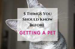 5 Things You Should Know Before Getting a Pet