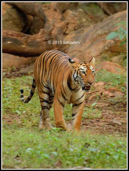 5 Tips To See A Tiger In Indian National Parks