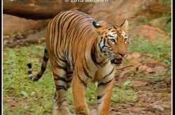 5 Tips to see a Tiger in Indian National Parks