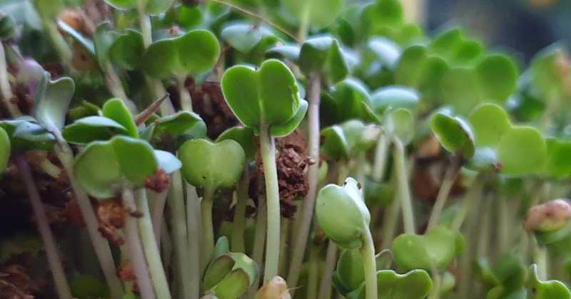 5 Useful Tips For Easy Spring Time Kitchen Gardening