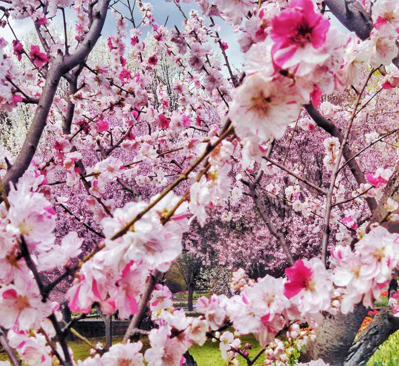 5 Centimeters Per Second | Poetry Form - Haibun