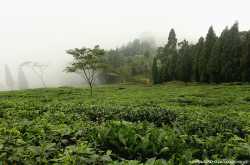 5 things to experience in Darjeeling