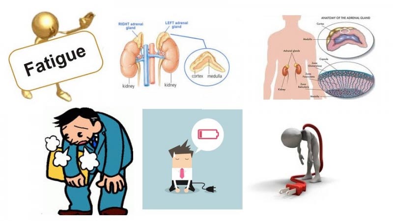 6 Different Types Of Adrenal Fatigue Tests - Doctor Curex
