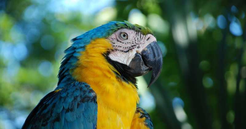 663 - 19th - The Yellow Bird