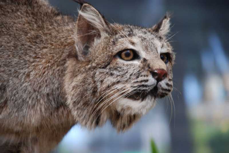 664 - 20th - The Angry Cat