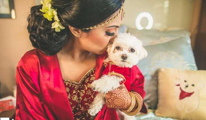 7 Adorable Pictures Of Animals At Weddings! | Weddingplz