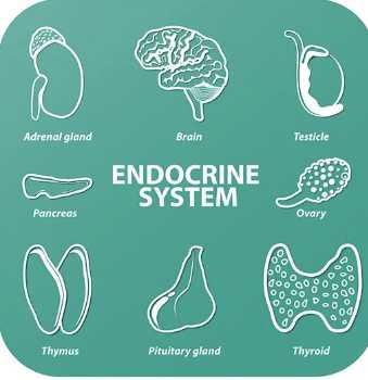 7 Home Remedies For Hormonal Imbalance; Foods, Lifestyle & Diet