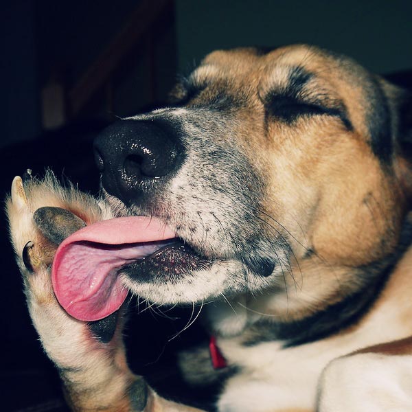 7 Home Remedies To Prevent Or Stop Your Dog From Licking Its Paws