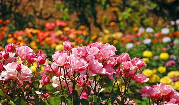 7 Truly Romantic Places To Visit In Munnar - Viral Stories