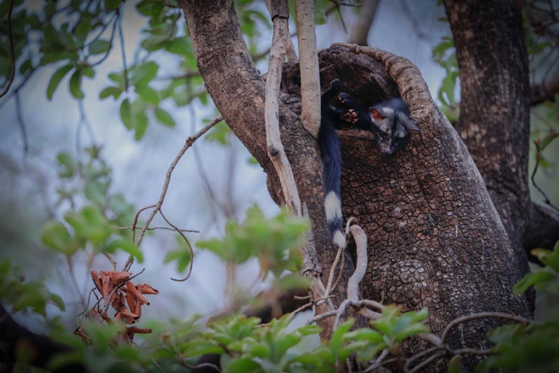 8 Stunning Wildlife Pics From India’s Only Live Photo Contest - Wild Clicks Season 7
