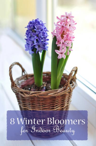 8 Winter Bloomers For Indoor Beauty